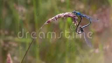 常见的蓝色虫，伊娜拉格玛赛亚蒂格姆，繁殖，复制在一片草叶上，苏格兰，七月。